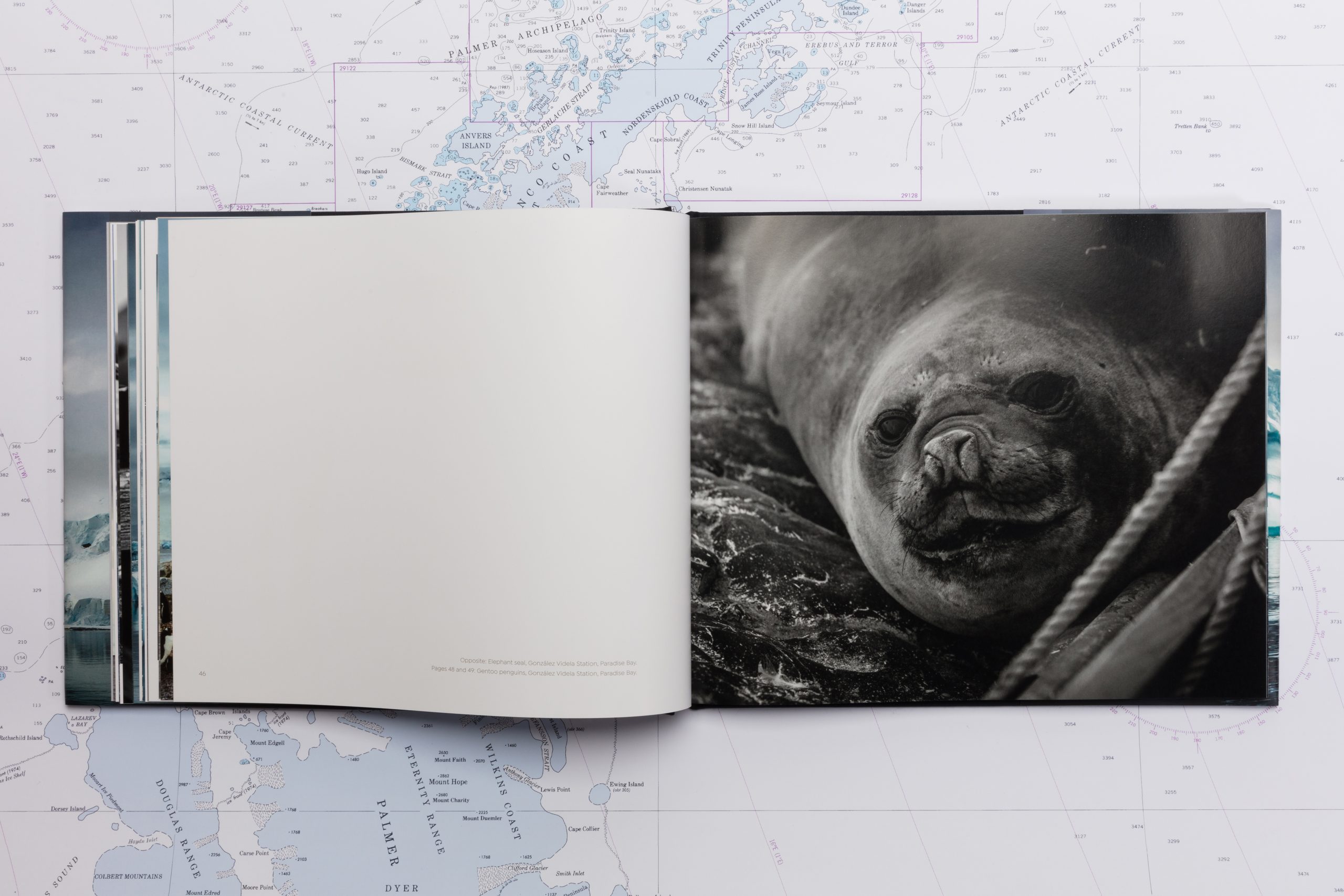A seal pictured in the book.