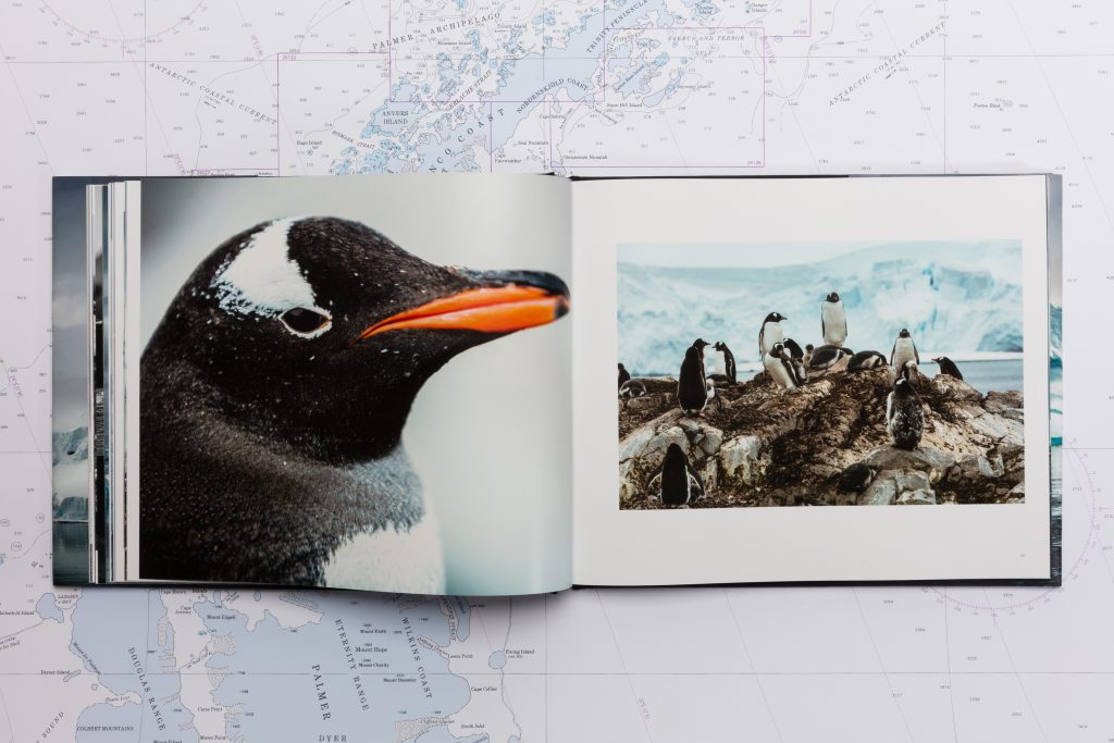 An inside spread showing the penguins